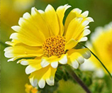 Tidy Tips yellow wildflower