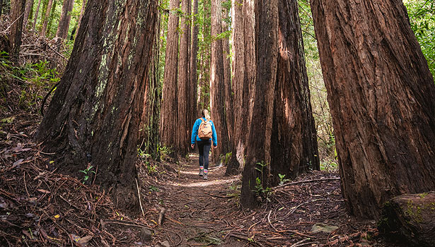 Woman hiking through giant redwoods in Baltimore Canyon Preserve