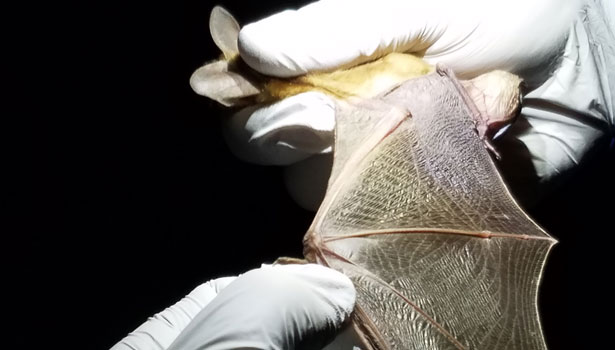Scientist carefully inspects a live bat's wing