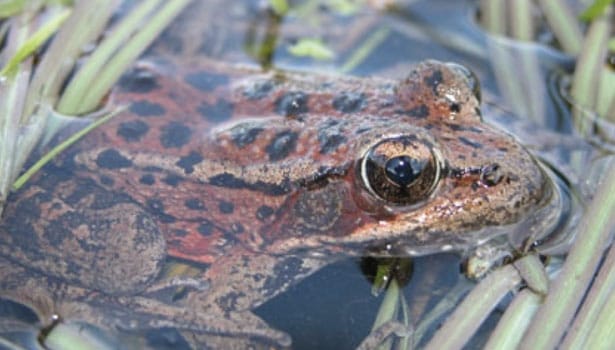 Red-legged frog in the water
