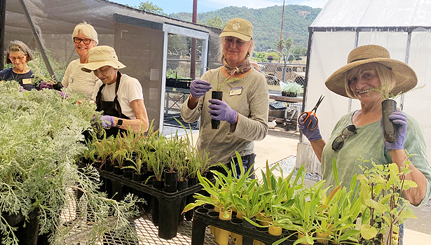 A group of volunteers working together at the native plant nursery
